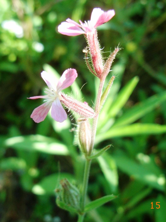 lungo il canale - Silene gallica